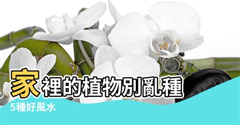 室內植物風水禁忌|家裡的植物別亂種！命理師湯鎮瑋曝5大植栽風水禁忌，盆栽放「。